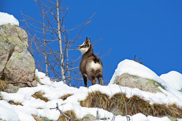 Bébé chamois dans la neige