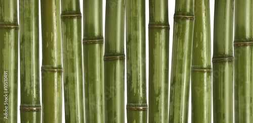 Naklejka - mata magnetyczna na lodówkę fine image of different bamboo, nature background