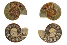 4 Ammonites