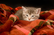 © Tony Campbell - A kitten rests on a blanket with a black background