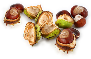 Wall Mural - group of chestnuts against white background,