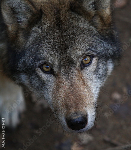 Plakat na papierze fotorealistycznym Loup # 1