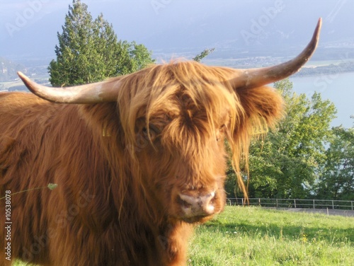 Fotoboard na płycie Vache charantaise