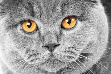 Sticker - Close-up portrait of a british cat