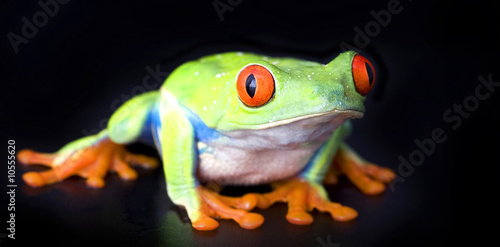 Board z aluminiowym obramowaniem Makro żaby - czerwonooka rzekotka (agalychnis callidryas)