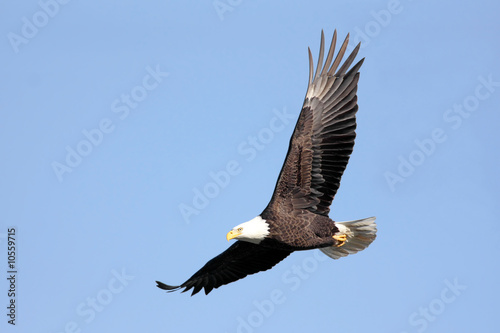 Obraz na płótnie canvas czteroczęściowy "tetraptyk" Dorosły bielik (haliaeetus leucocephalus) w locie przeciwko