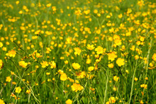 Summer Meadow Background With Yellow Buttercups