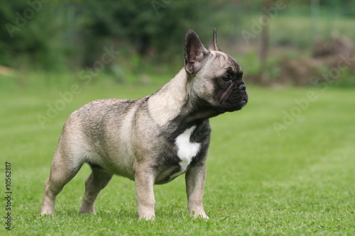 La Pose Statique Du Bouledogue Francais Stock Photo Adobe Stock La Pose Statique Du Bouledogue Francais Stock Photo Adobe Stock