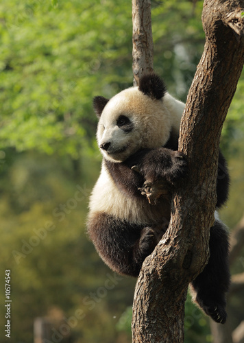 Board z aluminiowym obramowaniem Panda cub