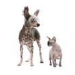 Chinese crested dog and a sphynx hairless cat