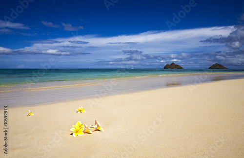Board z aluminiowym obramowaniem Tropikalna plaża z plumeria blosssoms, Hawaje