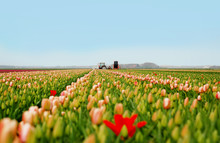 Tulip Field , Holland