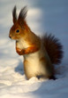 red squirrel on snow