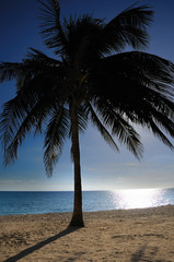 Wall Mural - Coconut palm tree - cuba