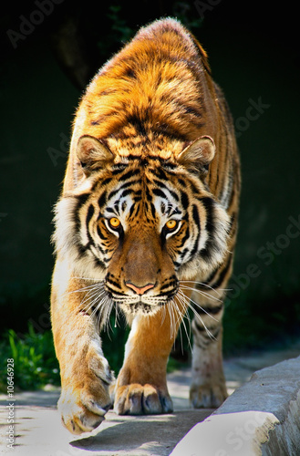Tapeta ścienna Tygrys chodzenie wpatrując oczy tygrys panthera tigris altaica