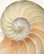 Nautilus Shell Macro Closeup