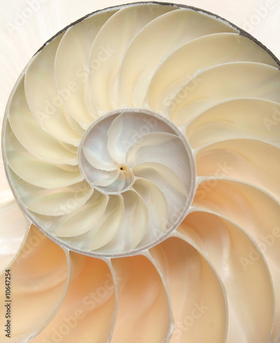 17 019 Nautilus Shell Wall Murals Canvas Prints Stickers Wallsheaven