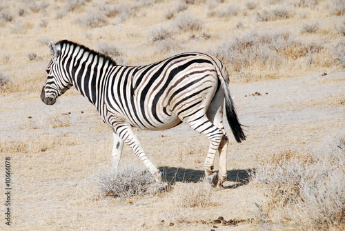 Obraz na płótnie canvas czteroczęściowy "tetraptyk" Namibia - zebra
