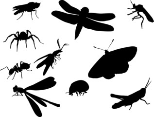 Poster - bugs and other insect silhouettes