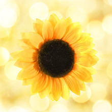 Sunflower Over Abstract Background