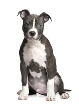 American Staffordshire Terrier Puppy (3 Months)