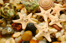 Seastars And Shells
