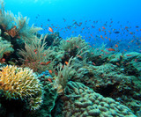 Fototapeta Do akwarium - indo pacific coral reef