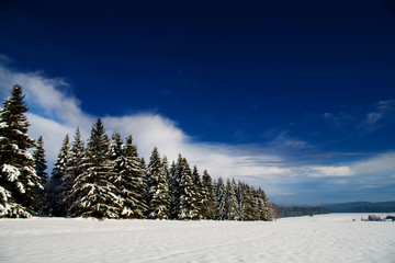 forest in the winter 2