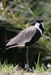 Wall Mural - African bird 2008 #14