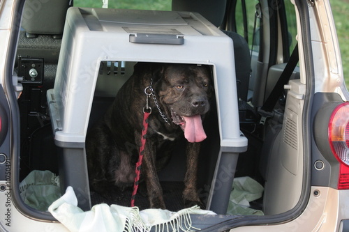 Fotografía Cane Corso dans sa caisse de transport en voiture
