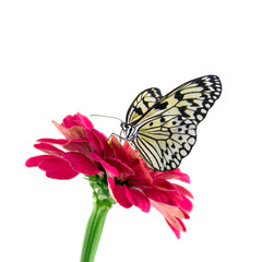 tropical butterfly