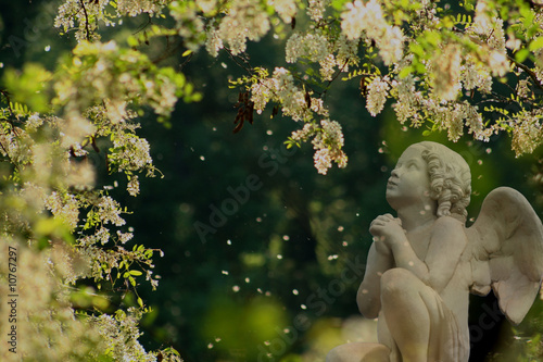 Photographie  la prière de l'ange aux fleurs d'accacias