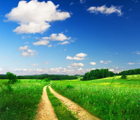 beautiful summer landscape