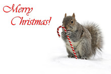 Squirrel Holding A Candycane