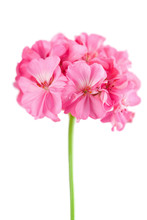 Pink Geranium Flower Isolated