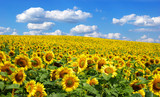 Fototapeta Kwiaty - sunflower