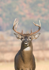 Wall Mural - whitetail buck portrait