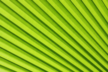 Green Leaf Texture