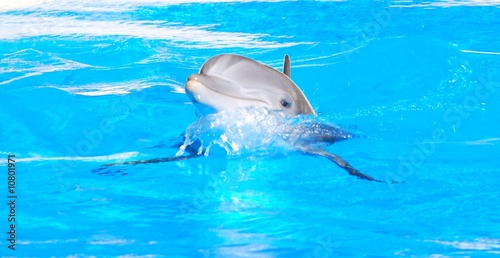 Board z aluminiowym obramowaniem Delfin
