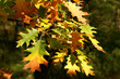 Colorful autumn frame made from leaves on green background