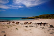 Wild horses, Anakena Beach, Easter Island Polynesia