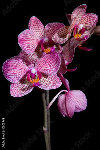 Tapeta ścienna ... purpurowy kwiat orchidei