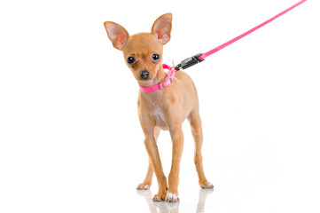 Funny little dog with pink leash