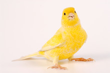 Canary Isolated On White