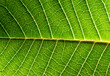 © SJ Travel Footage - Close-up of green leaf