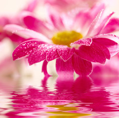 Wall Mural - Closeup of pink daisy-gerbera reflected in the water