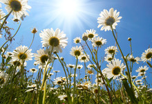 White Daisies On Blue Sky Background