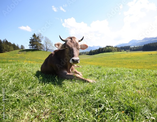 Fotoboard na płycie Krowa allgäu