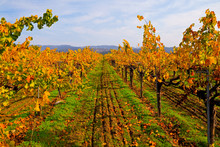 Vineyard In Autumn