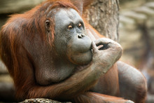 Old Orangutan In Meditations In A Zoo